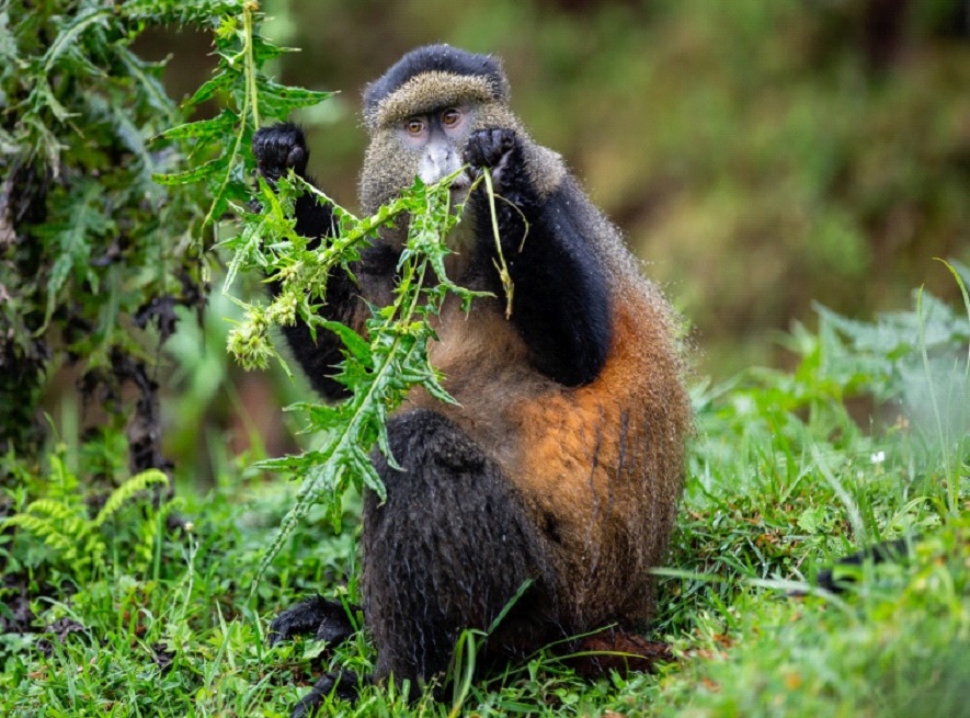 A closer look at a golden monkey, part of your experience searching for Golden Monkeys in Volcanoes National Park