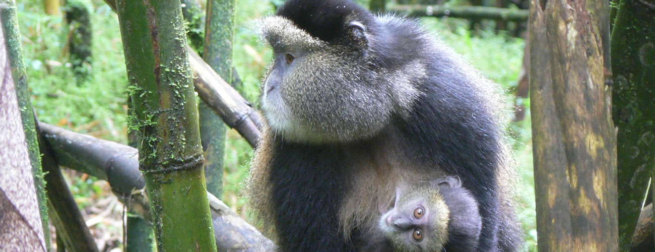 A mother golden monkey holding it's baby, as part of the experience on your gorillas & golden monkey trek in Volcanoes National Park