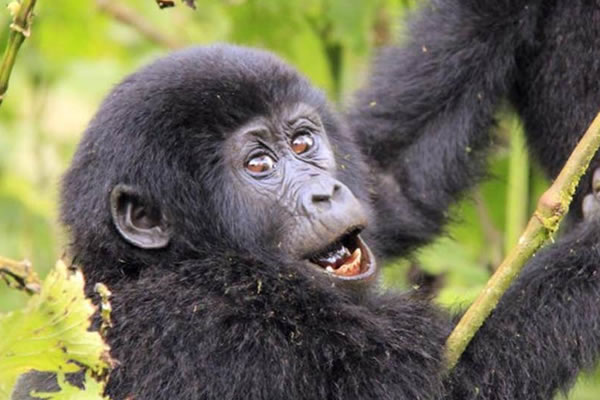 gorilla_trek_rwanda