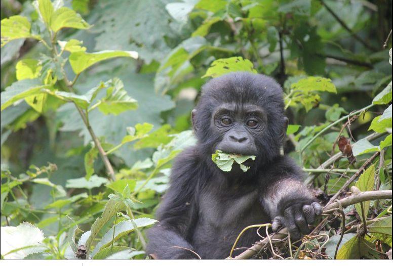 gorilla-trek-rwanda