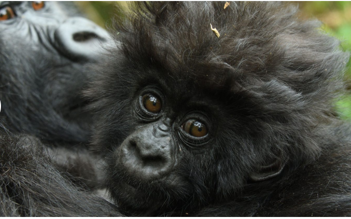A baby gorilla being held by its mother in Volcanoes National Park, part of the experience on your mountain gorilla tracking tour in Rwanda.