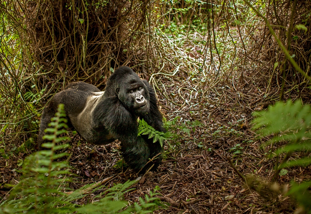 2 Days Gorilla Safari Rwanda