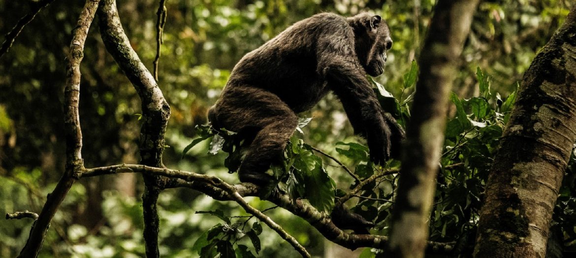 chimpanzee_trekking _nyungwe