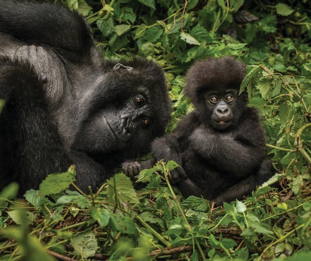 A baby gorilla and its mother, part of some of the gorilla families in Volcanoes National Park.
