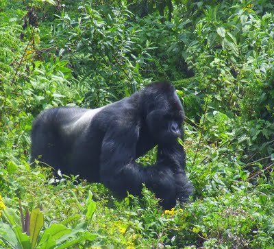 A closer look at a giant silverback mountain gorilla, part of the 2 Days Gorilla Safari experience