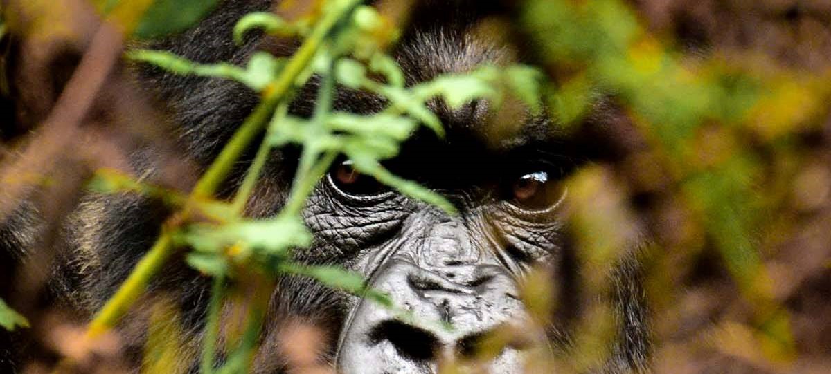 Rwanda Gorilla Trekking