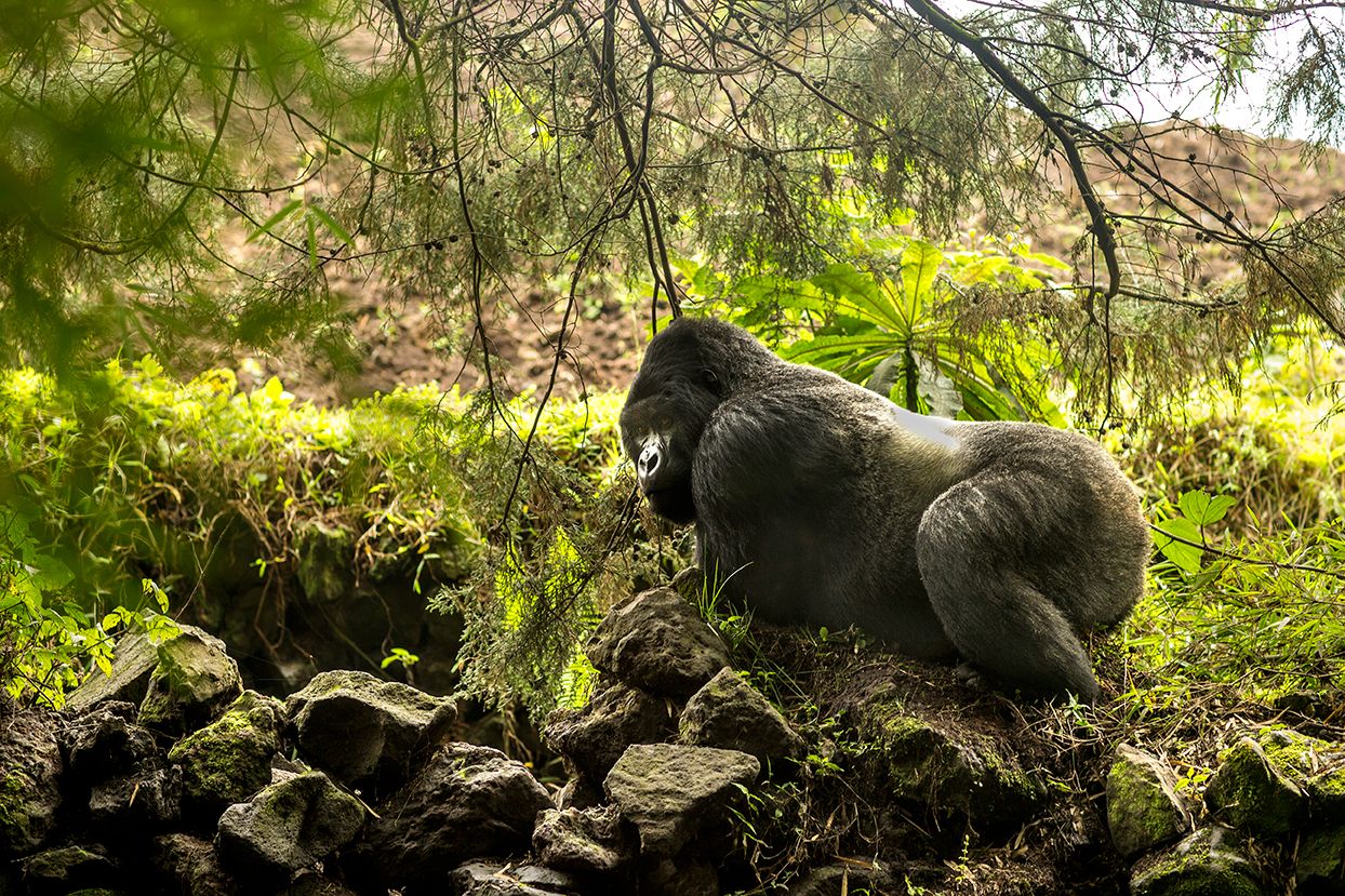 A closer look at a male silverback mountain gorilla, part of what to experience in the wide size of Volcanoes National Park