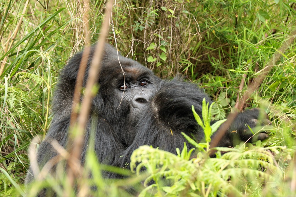 Mountain Gorilla Food