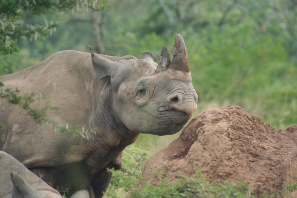 Rhino in Akagera National Park