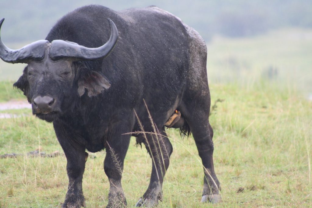 Wildlife in Akagera National Park, part of the experience on this 4 Days Gorillas & Wildlife safari in Rwanda