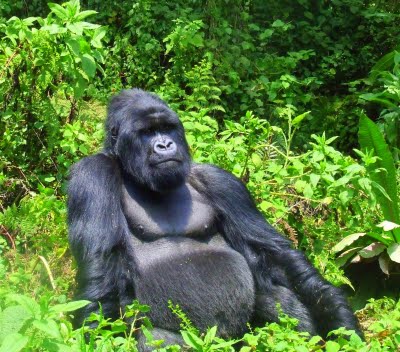 gorilla_trekking_rwanda