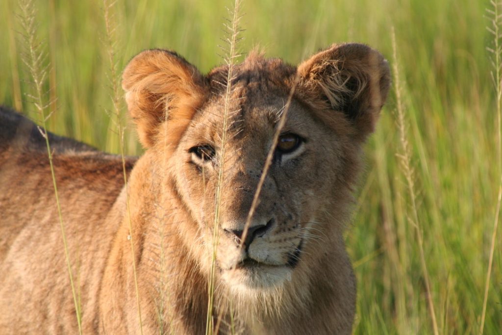 A closer look at a female lion in Akagera National Park, part of the 9 Days across Rwanda Magical Tour