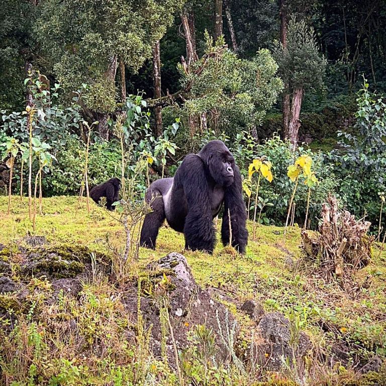 Mountain Gorilla Social Behavior