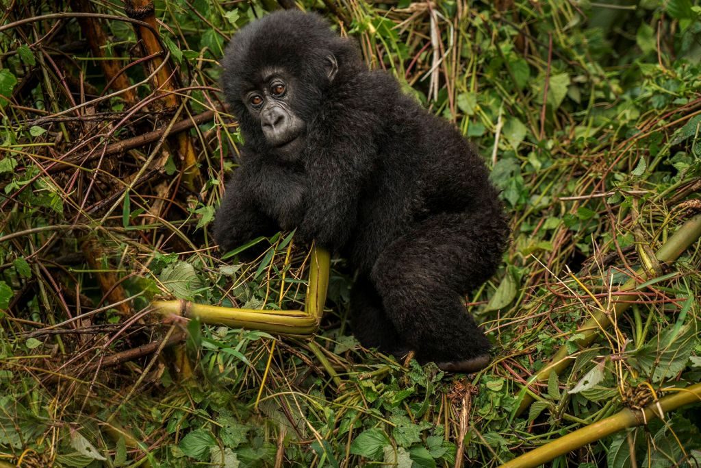 gorillas akagera wildlife
