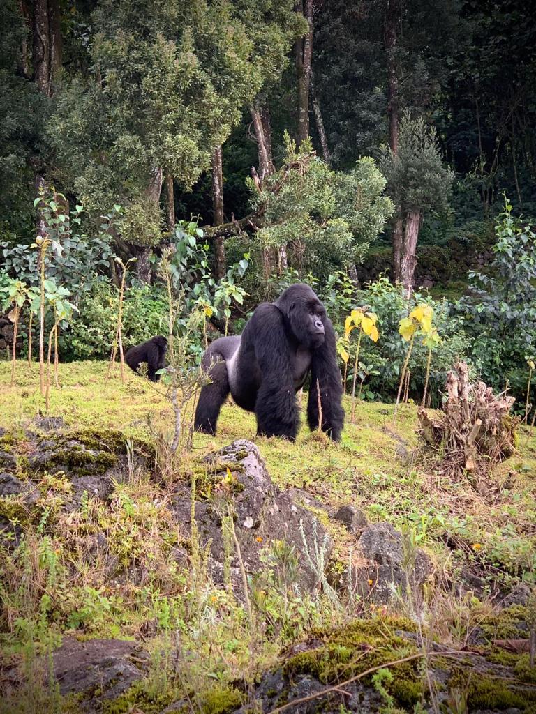Track Rwanda Gorillas Twice