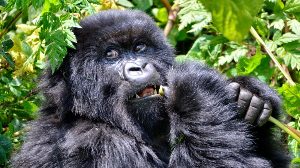 Mountain_gorilla