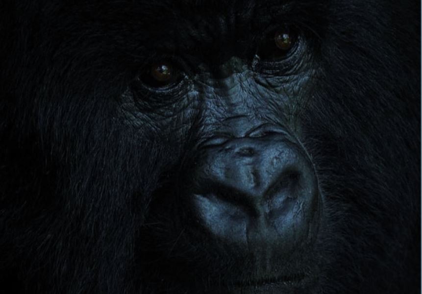 Gorilla Encounter In Rwanda