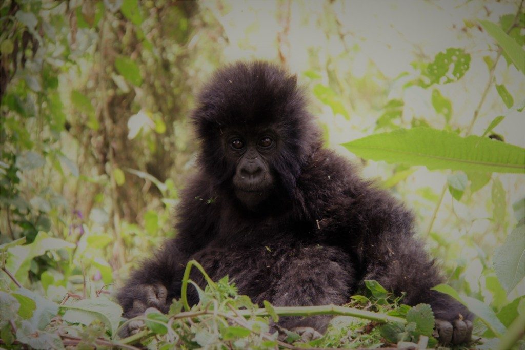 track Mountain Gorillas Rwanda