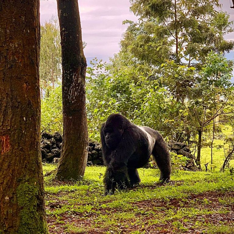 Why Visit Rwanda For Safari In Africa