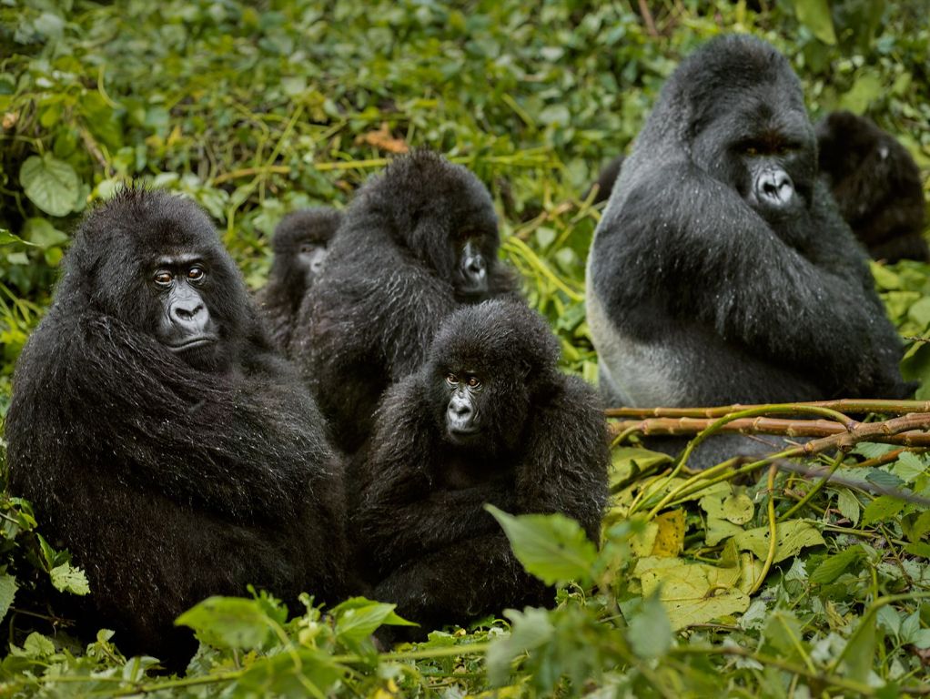 A closer look at a family of mountain gorillas, part of the reasons why you should Visit Volcanoes National Park