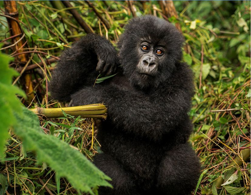 Rwanda_mountain_gorilla