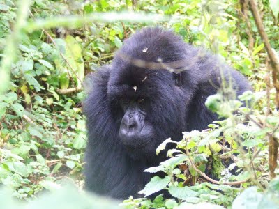 gorilla trek rwanda