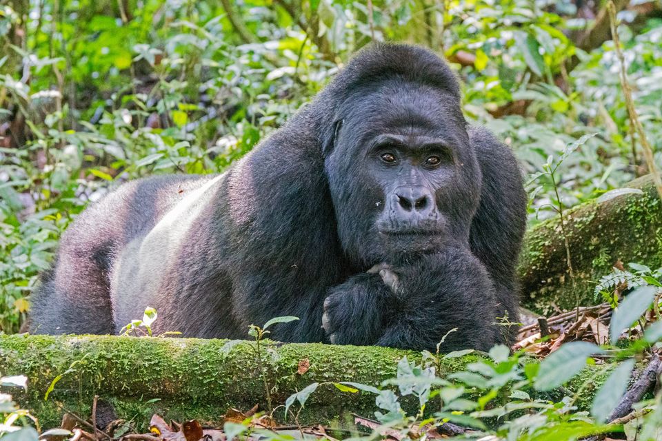 Gorilla Trekking Rwanda