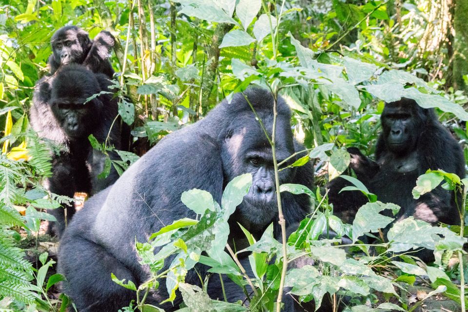 Gorillas In Rwanda