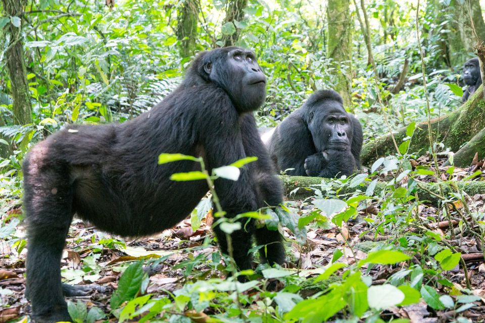 Rwanda Gorilla Naming