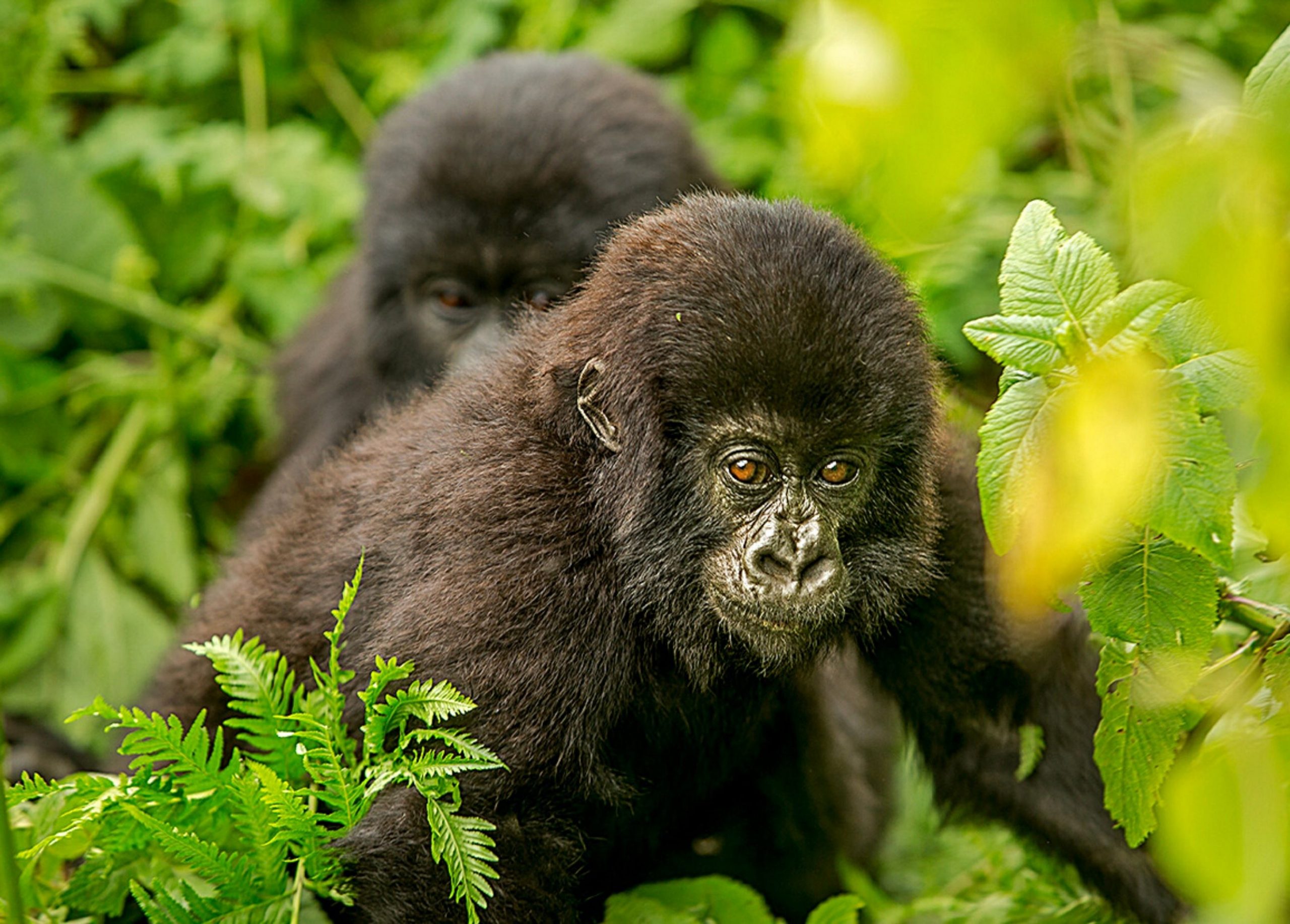 rwanda mountain gorilla