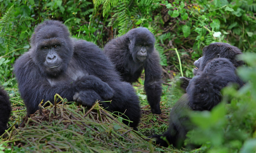 Group Sizes Allowed To Track Gorillas