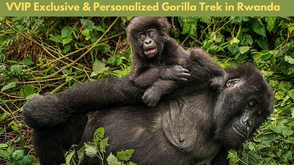 Personalized Gorilla Trekking Experience