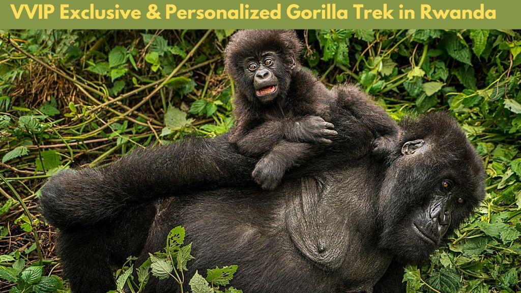 Gorilla Trek Rwanda