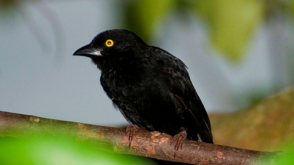 bird watching in volcanoes