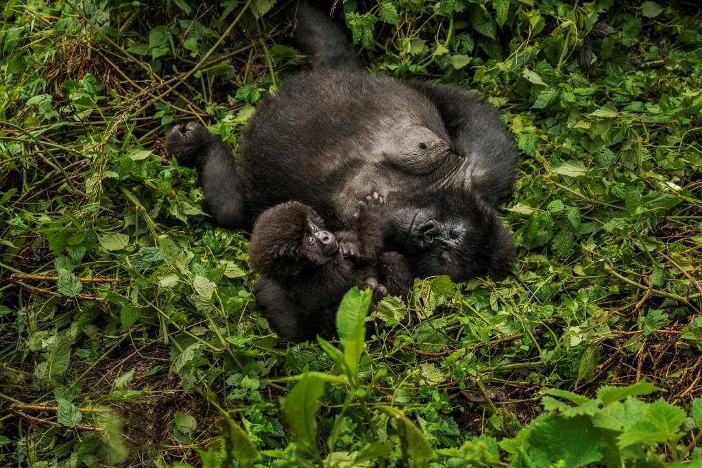 Gorilla Filming In Volcanoes National Park