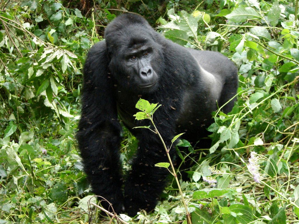 personalized gorilla trekking