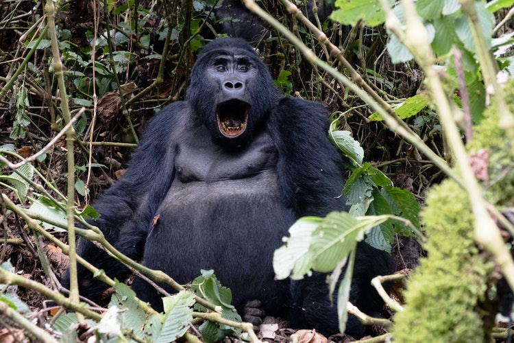 Rwanda Gorilla Volcanoes