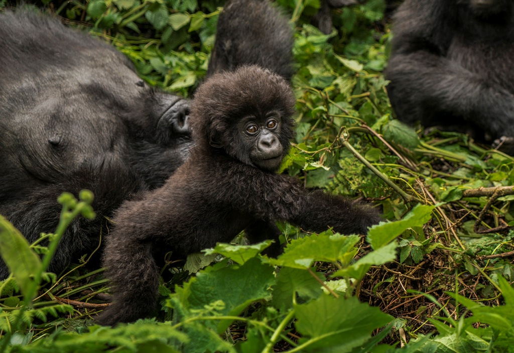 gorilla permit fees in Rwanda