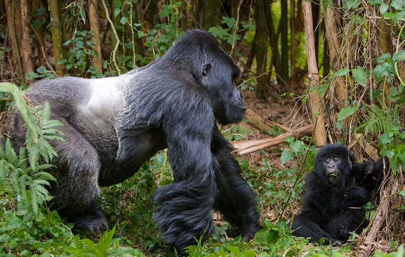 Gorilla Trekking In Rwanda