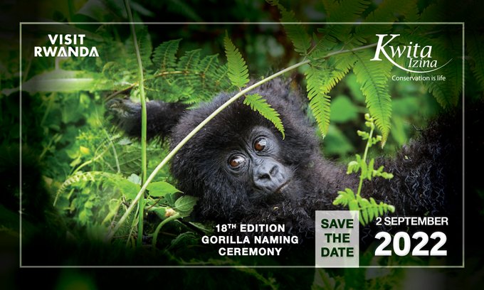 Kwita Izina Gorilla Naming Ceremony In Rwanda 2022