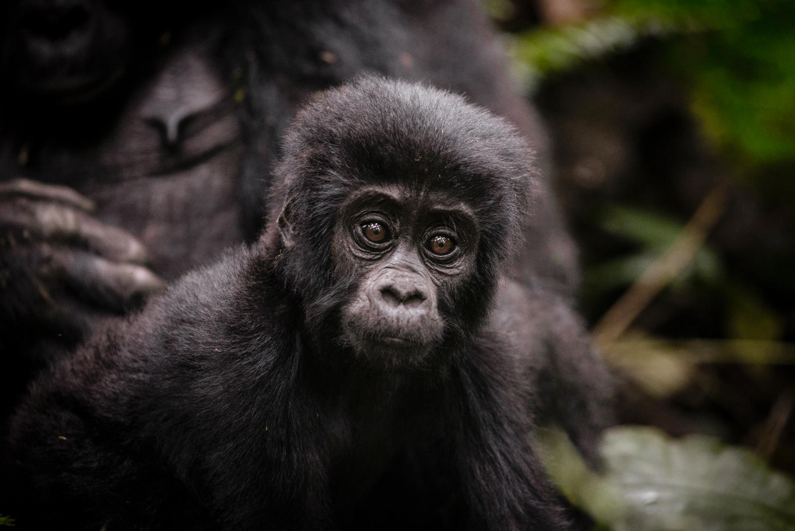 Purchasing Your Gorilla Permit