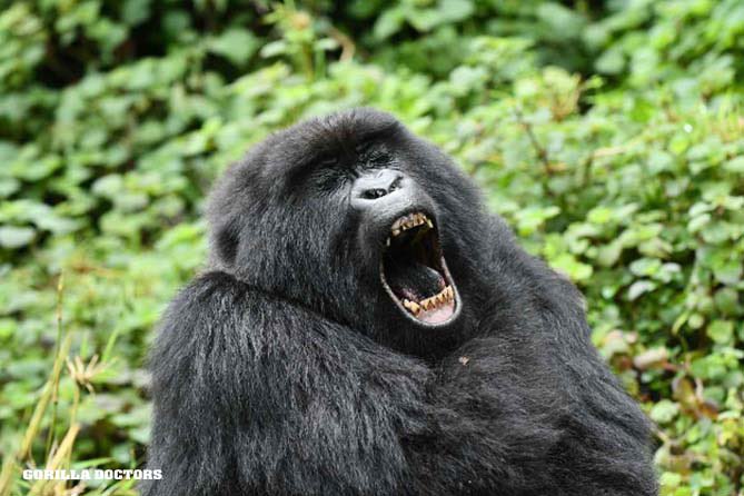 Conditions For Gorilla Trekking In Rwanda