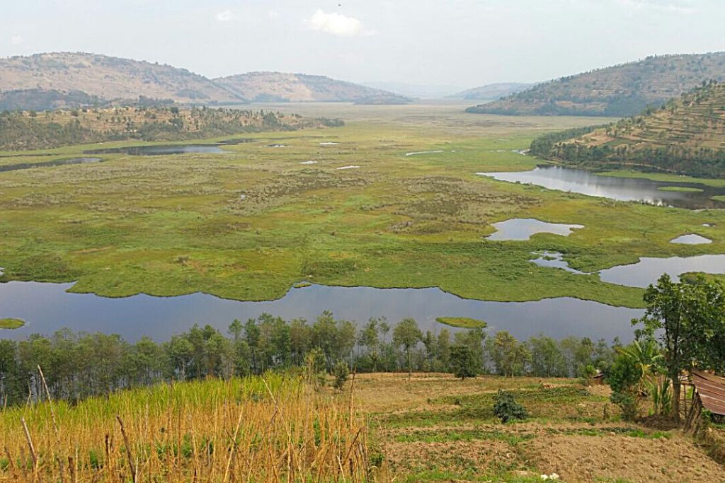 rugezi swamp