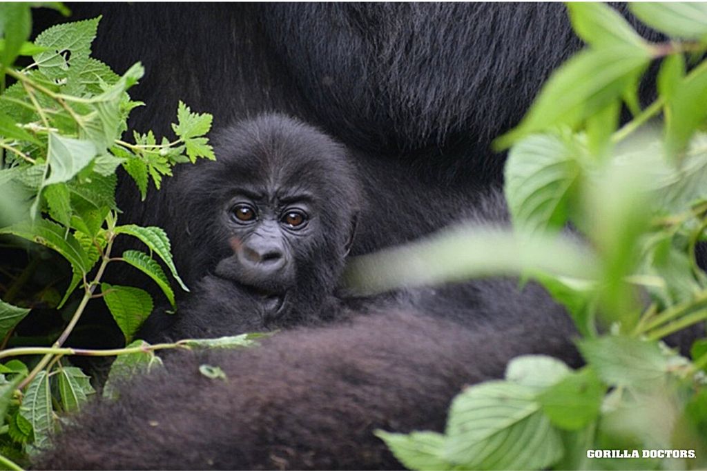 A Day With Mountain Gorillas