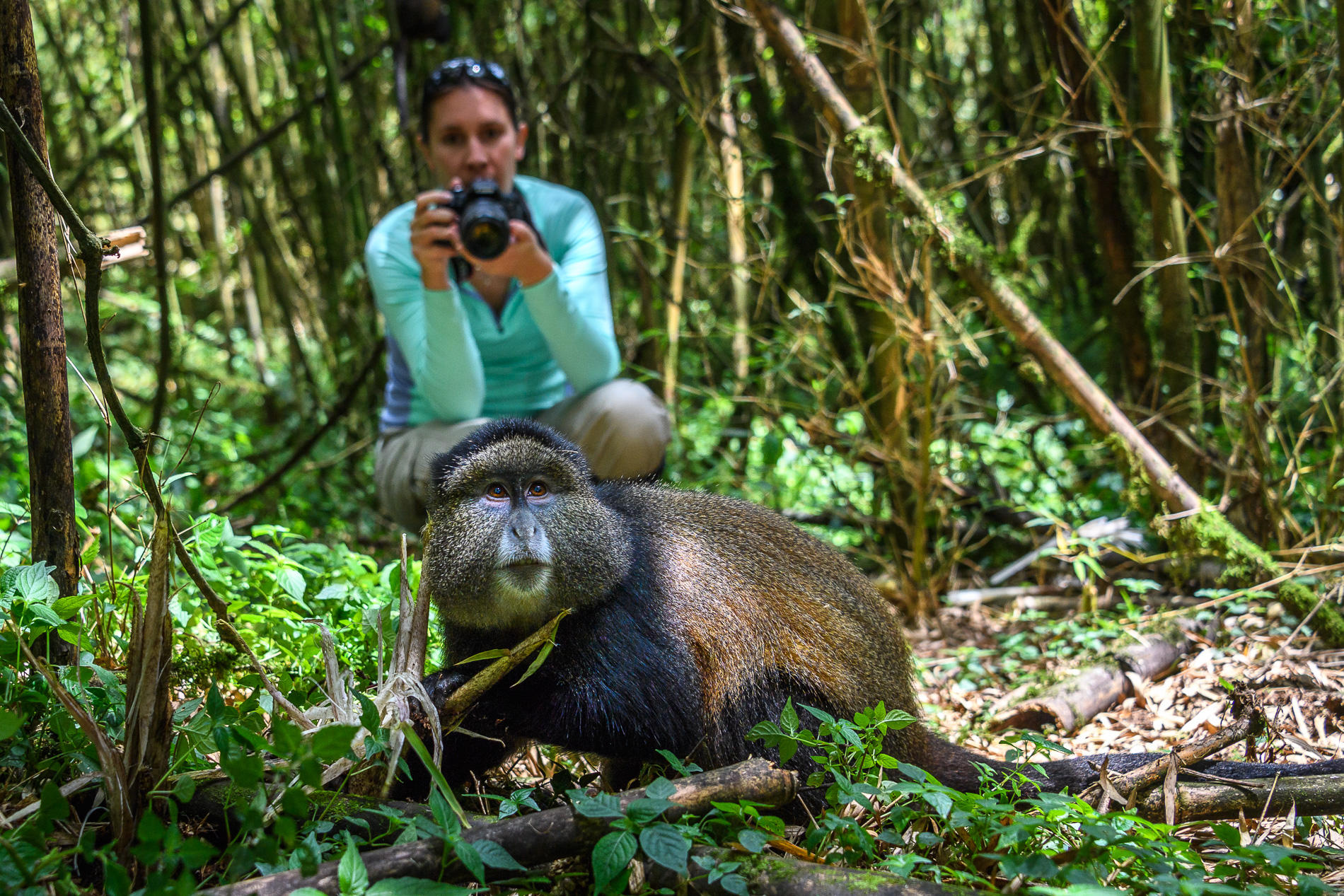 Golden monkey tracking in Rwanda