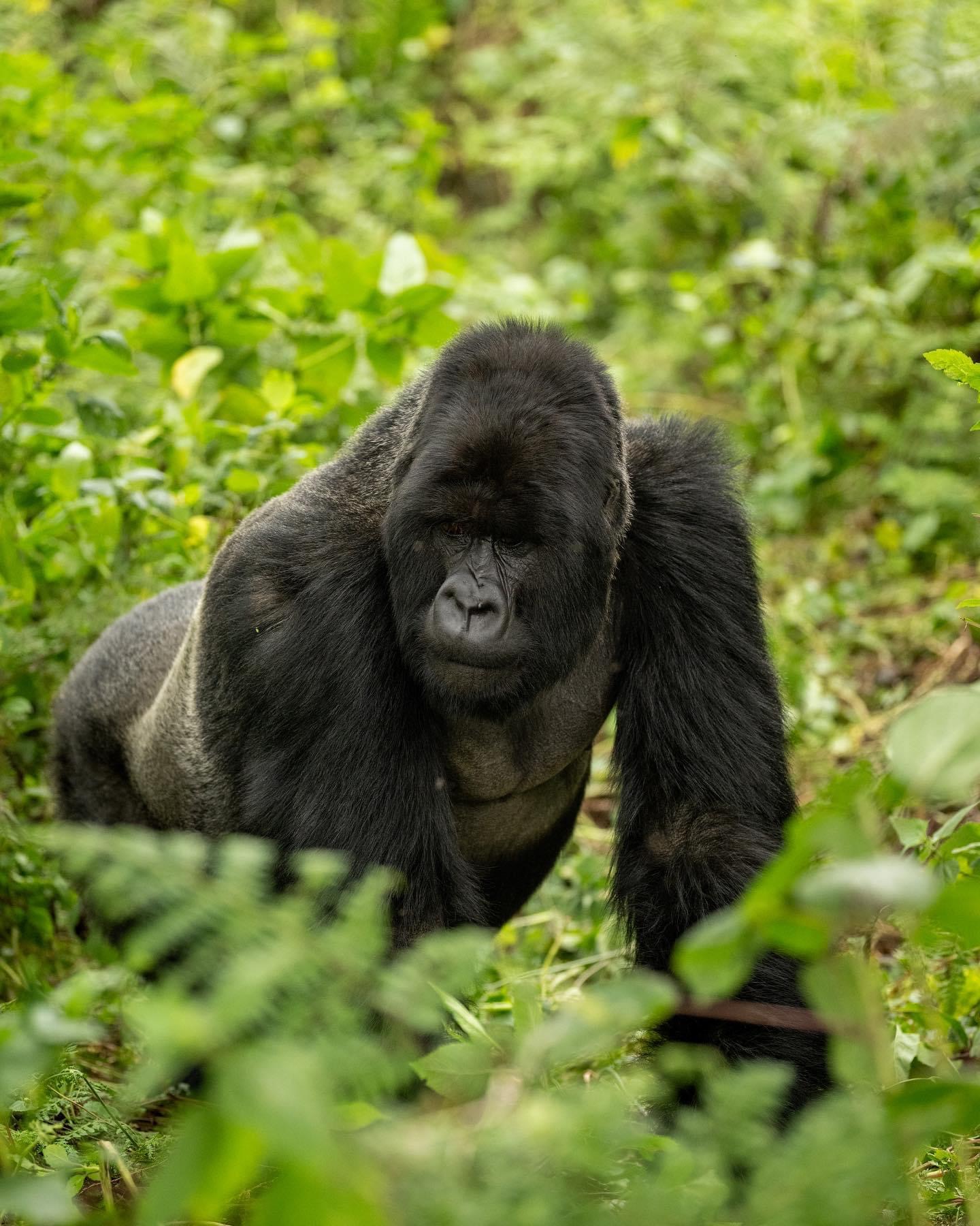 Giant Mountain gorilla