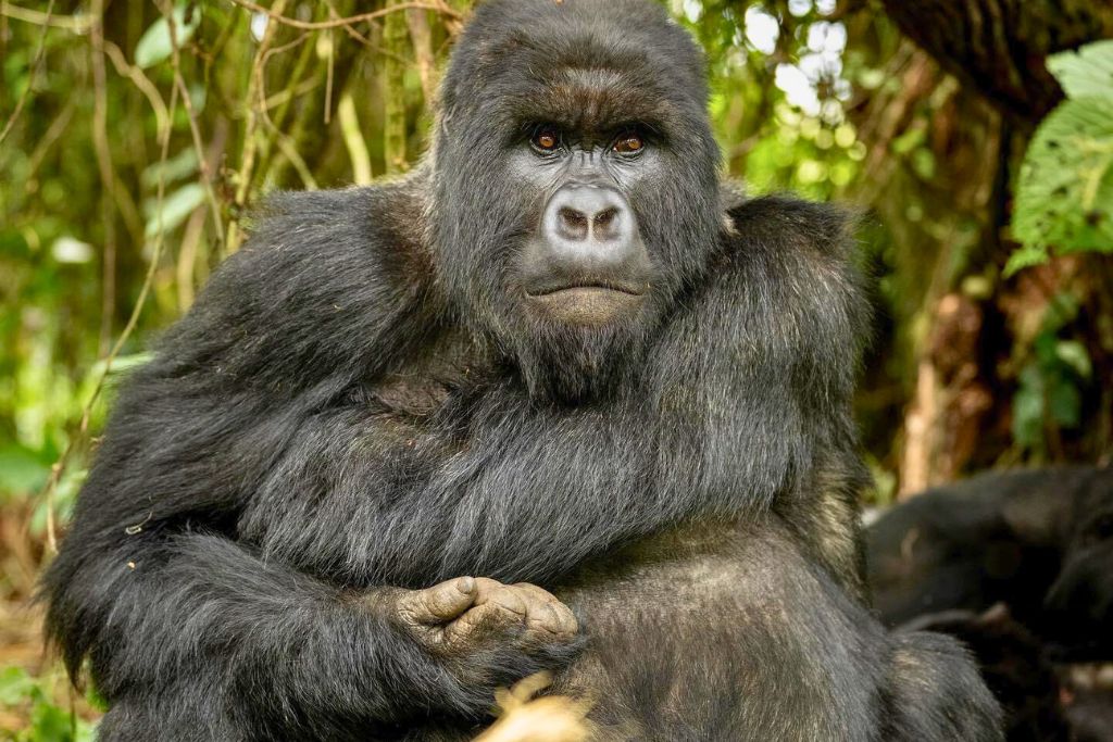 What Is The Cost Of 1 Day Gorilla Trek In Rwanda