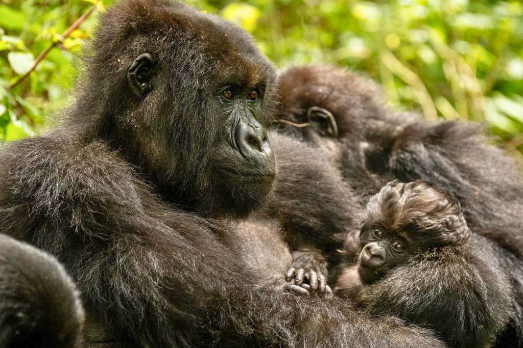 Gorilla Trek And Dian Fossey
