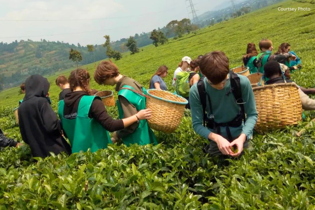 PFunda Tea Plantation Tour & Experience